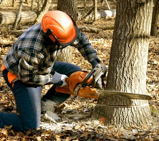 Tree Removal in Kinde, MI